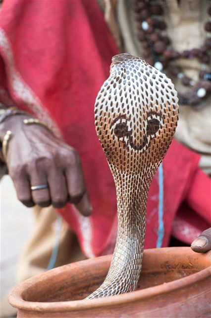 Snake Charmer